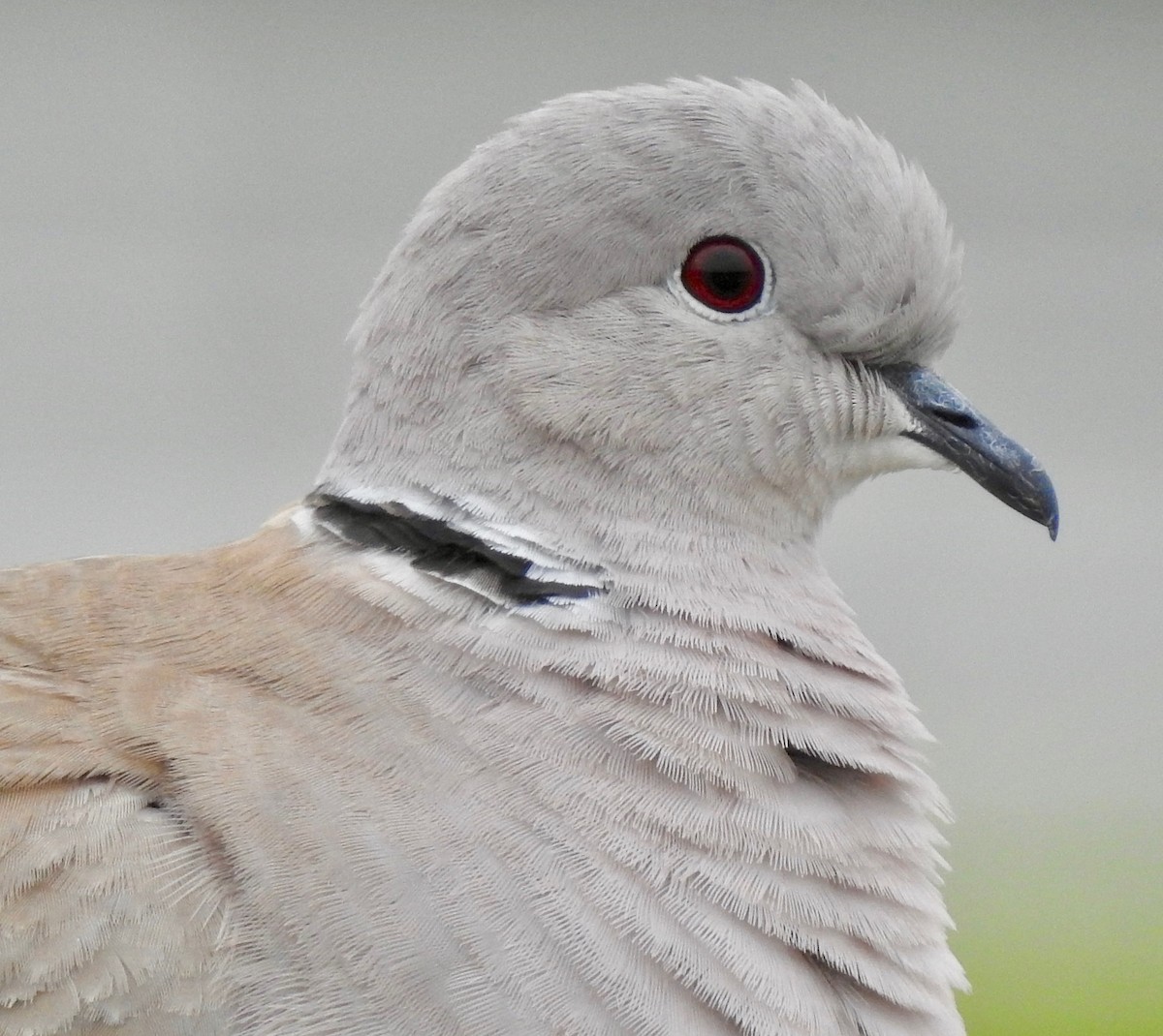 Eurasian Collared-Dove - ML143390281