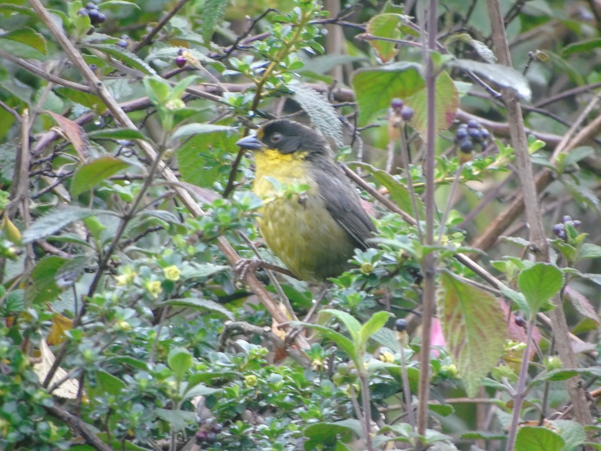Pale-naped Brushfinch - ML143390381