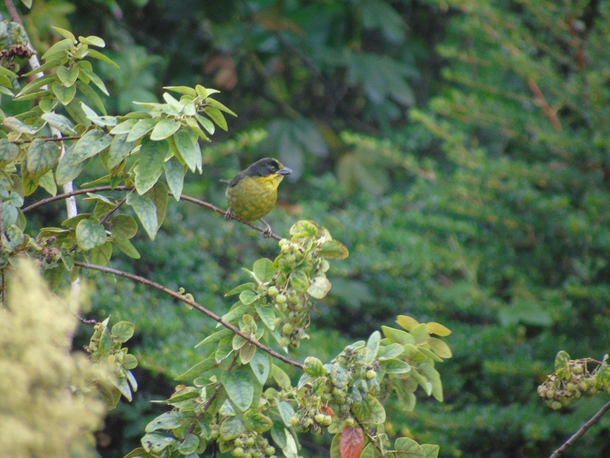 Pale-naped Brushfinch - ML143391711