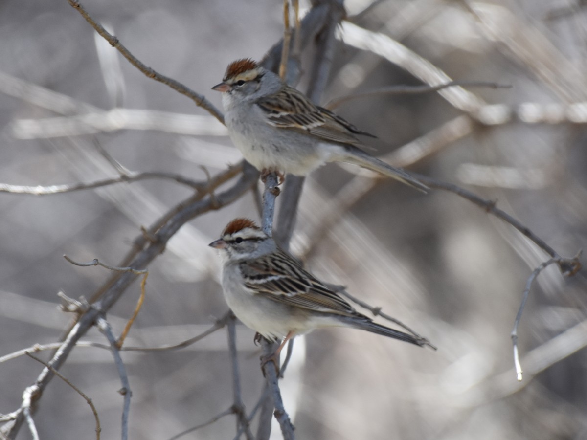 Chipping Sparrow - ML143394821