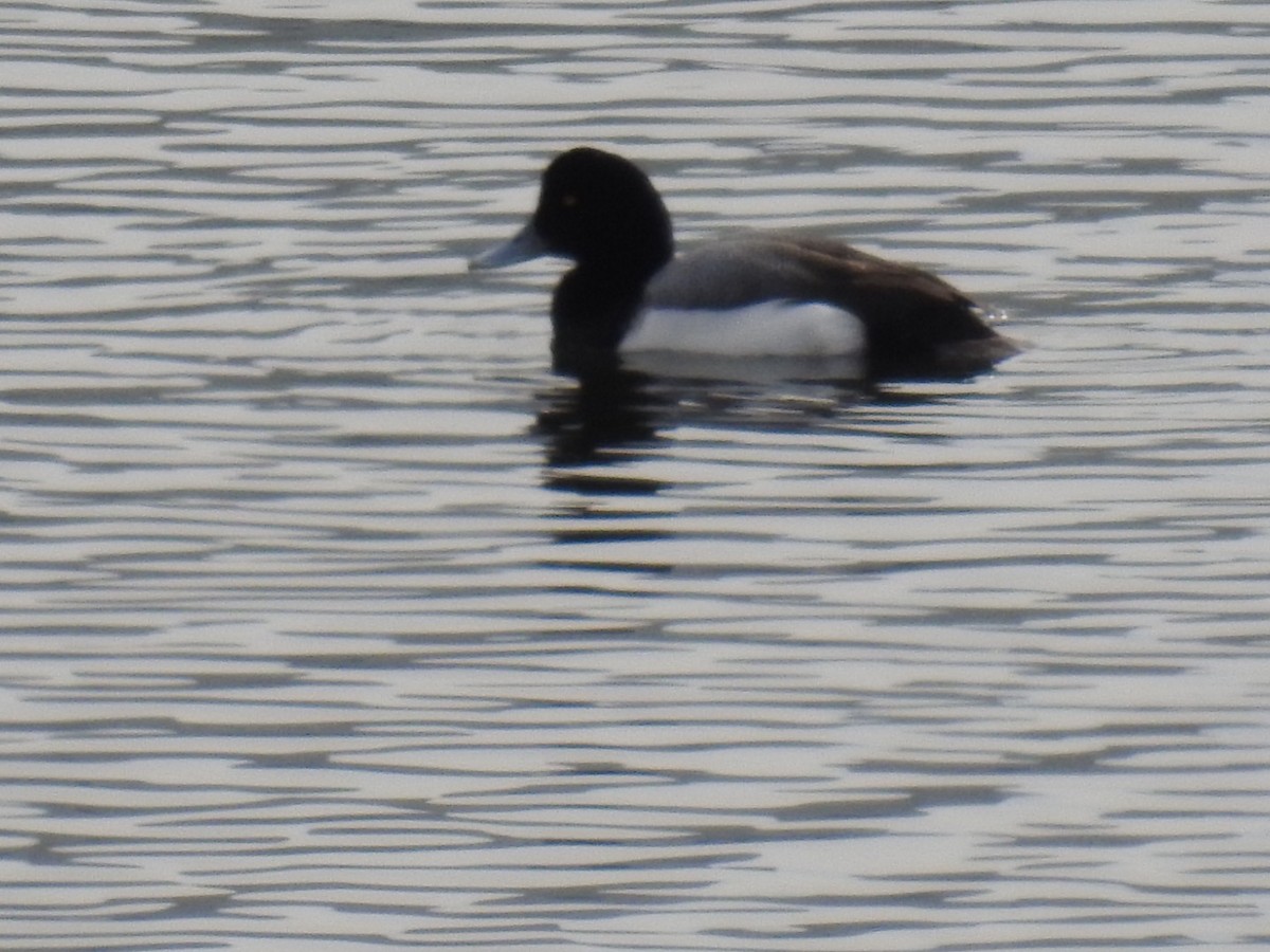 Greater Scaup - ML143395781
