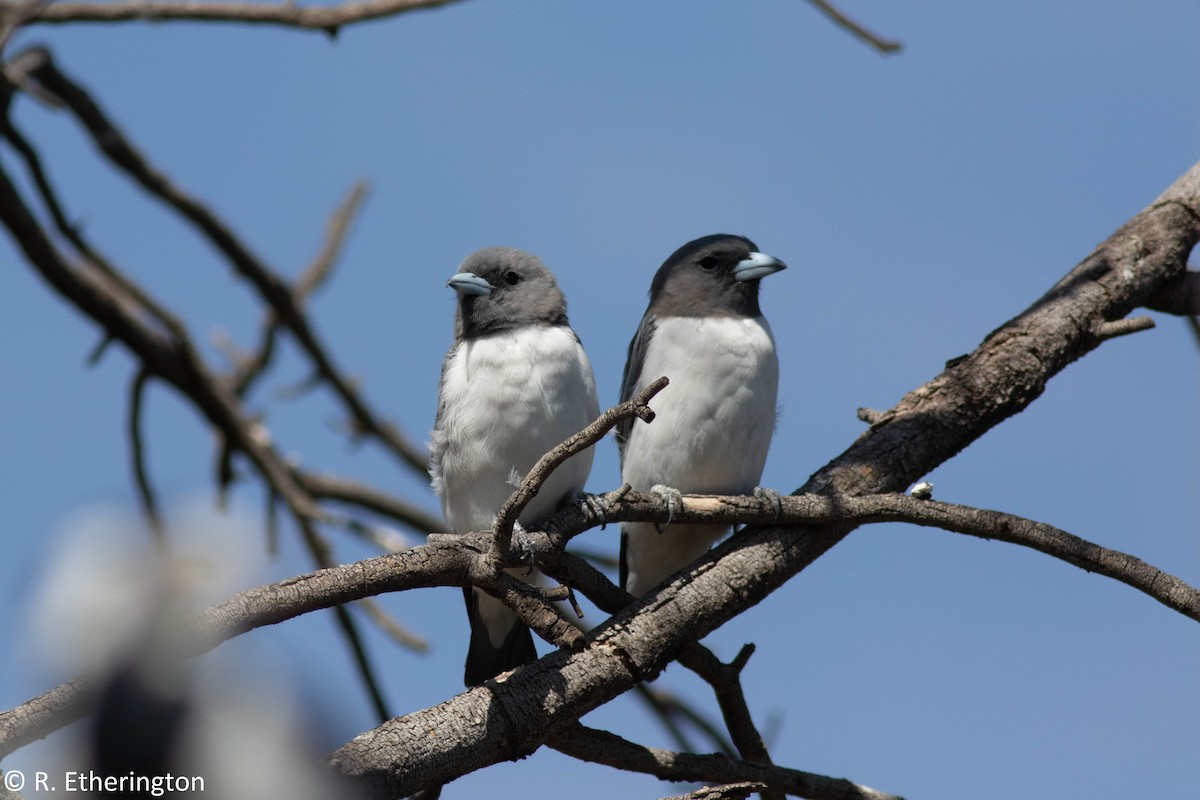 White-breasted Woodswallow - ML143395811