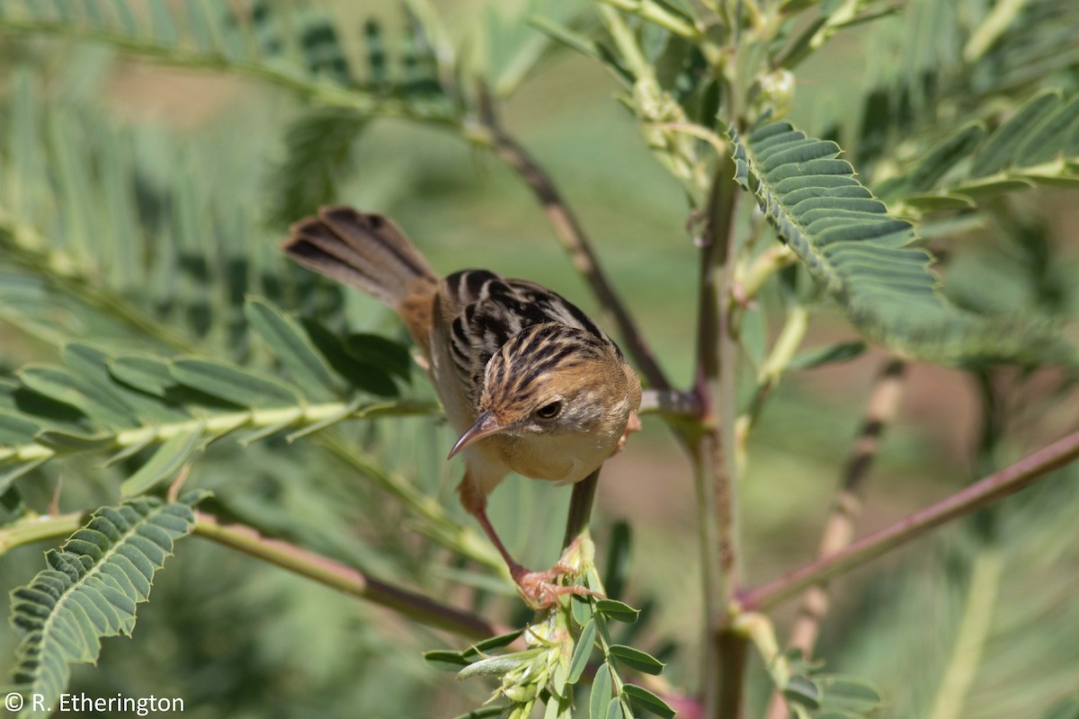 Golden-headed Cisticola - ML143396001