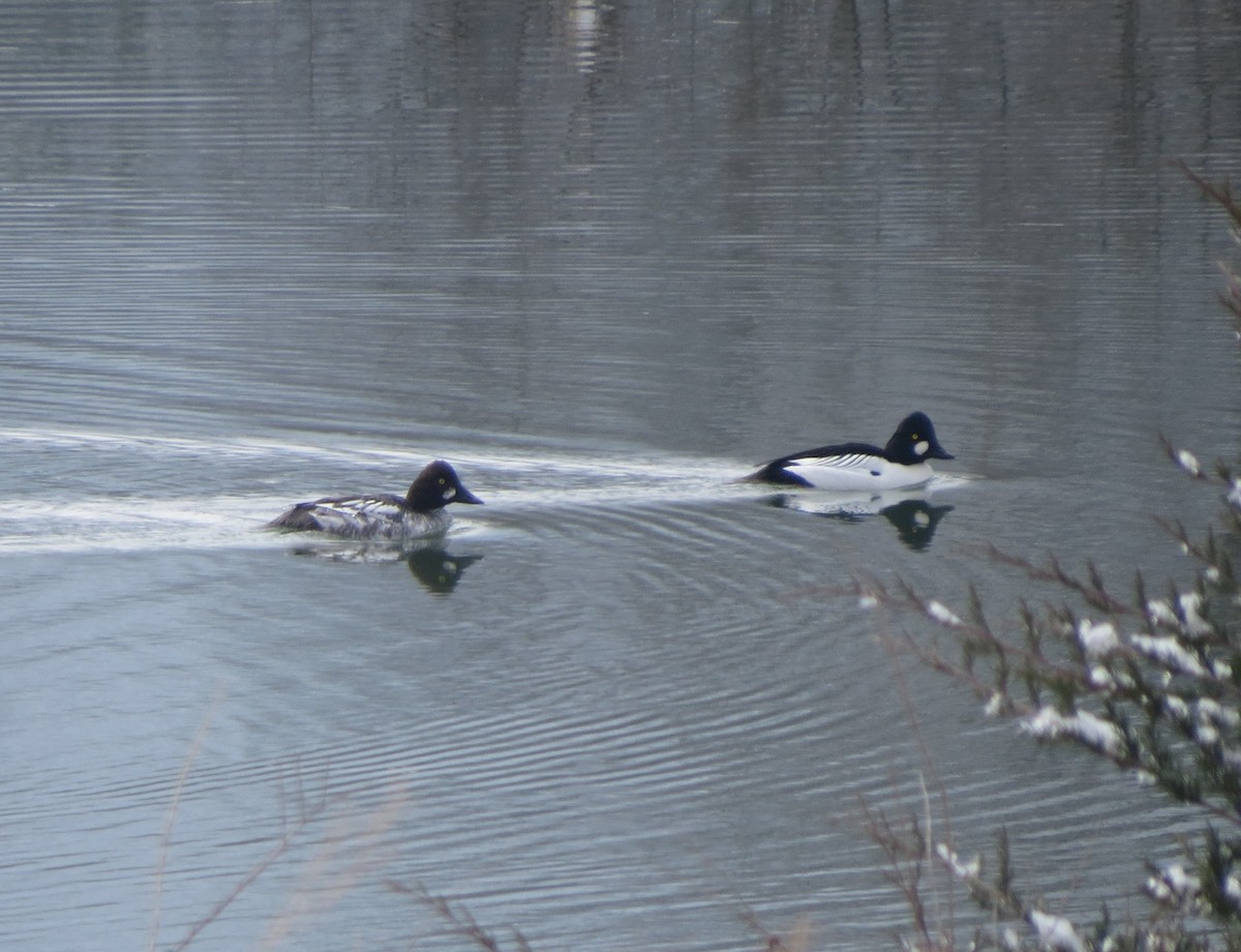 Common Goldeneye - ML143396711