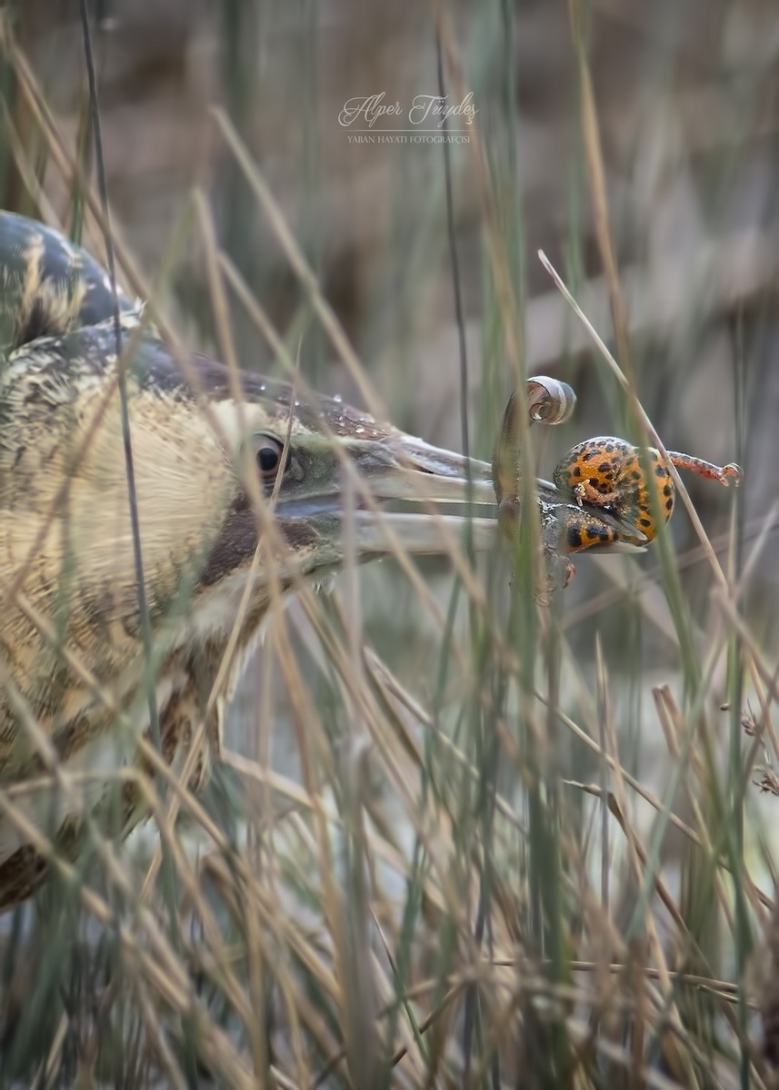 Great Bittern - ML143396841