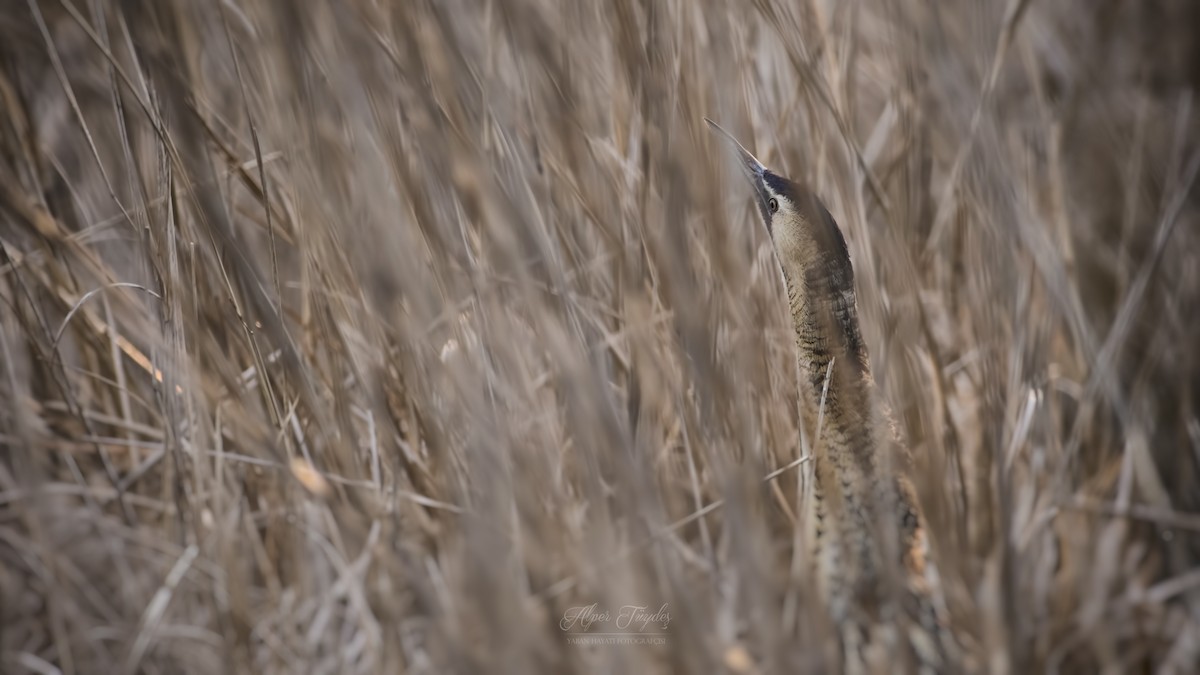 Great Bittern - ML143396871