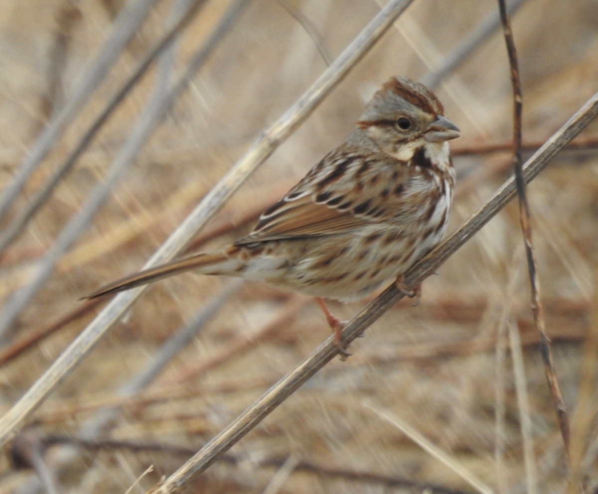 Song Sparrow - ML143397011