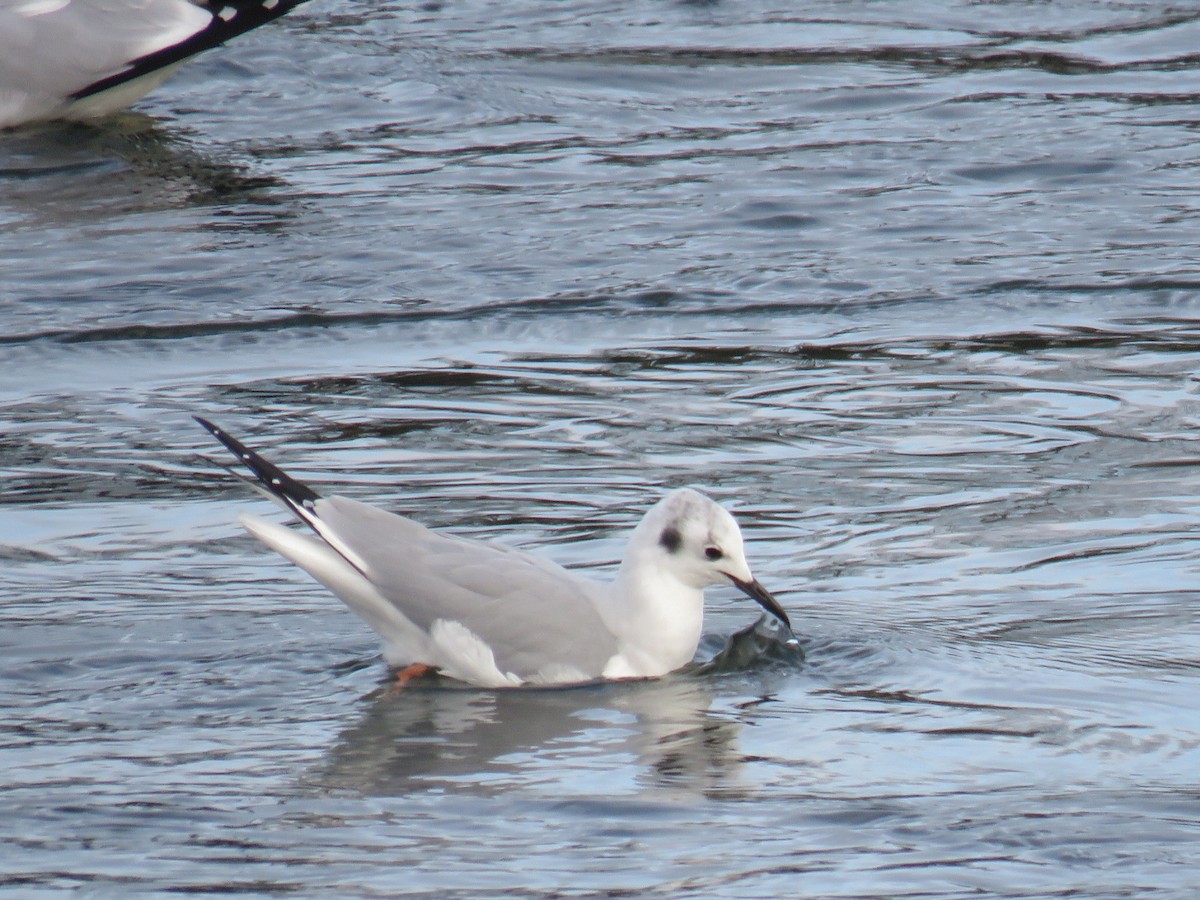 Bonaparte's Gull - ML143397081