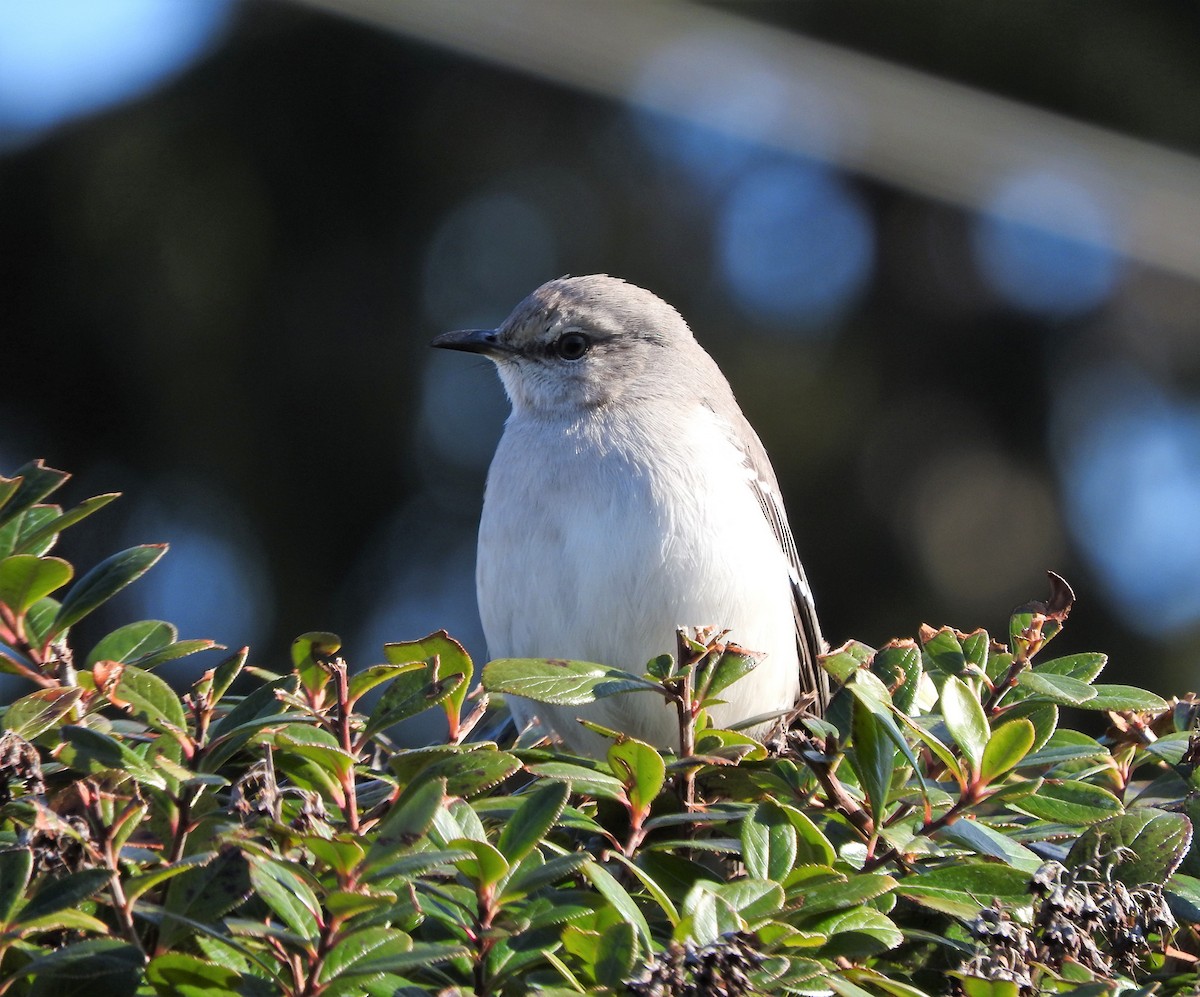 Northern Mockingbird - Anonymous