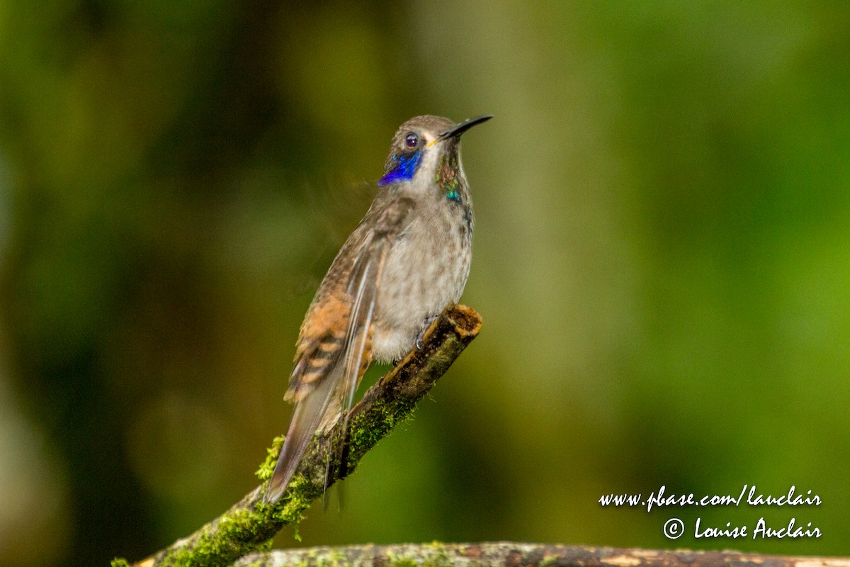 Brown Violetear - ML143397401