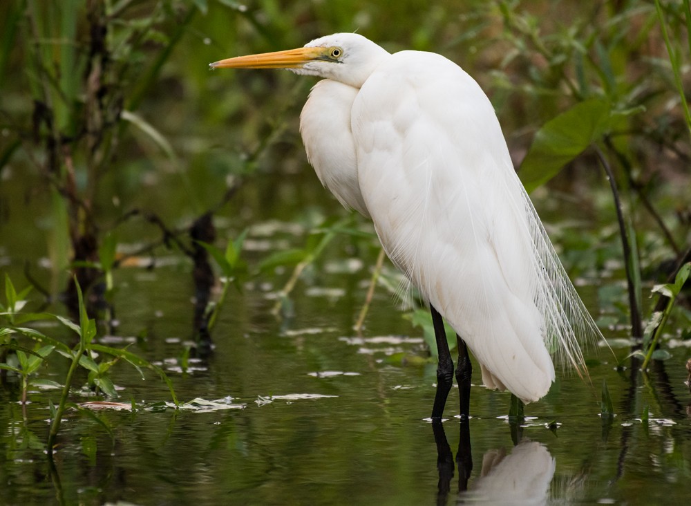 Great Egret - ML143398001