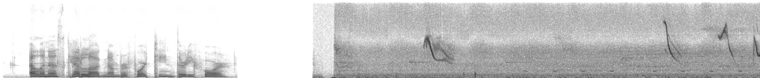 Square-tailed Sawwing - ML1434