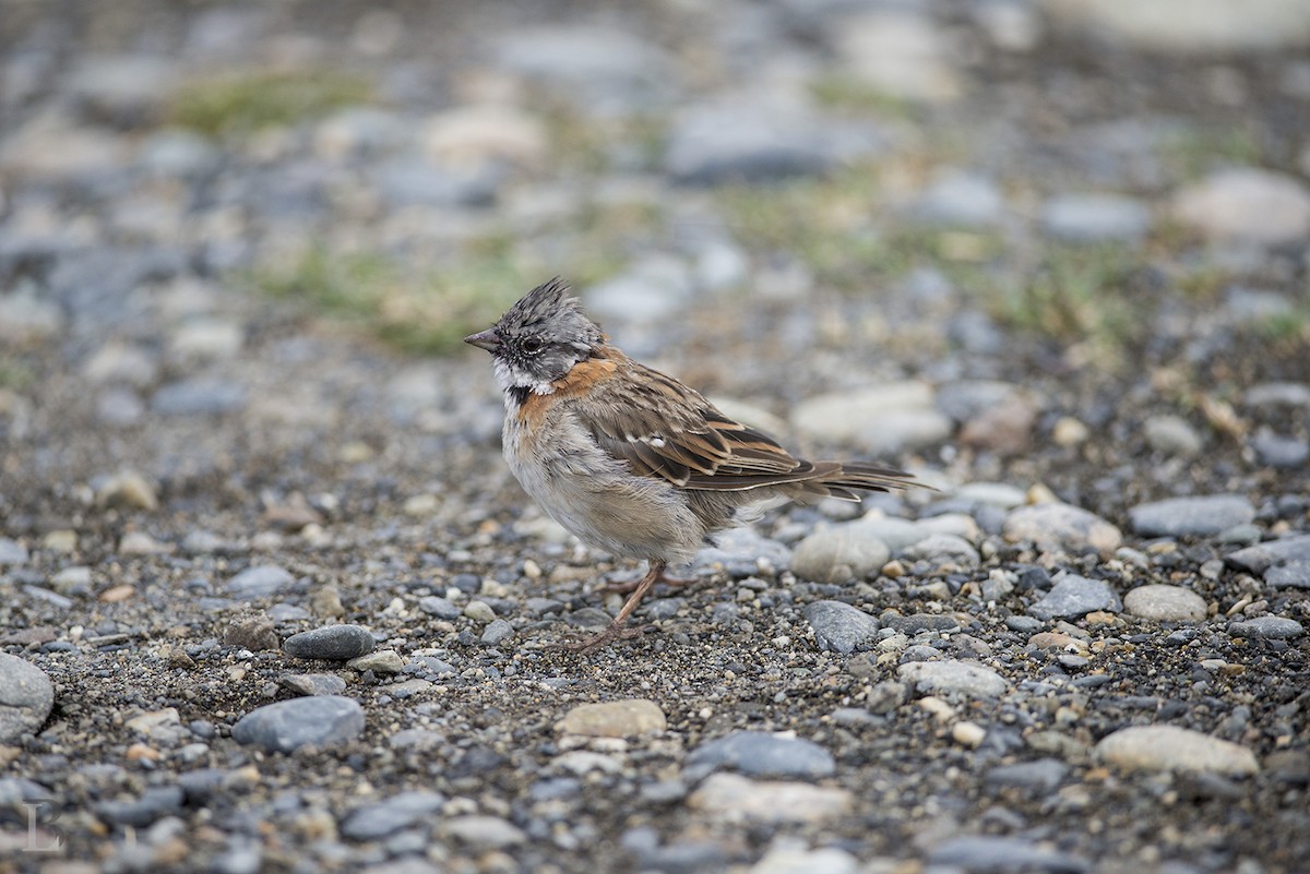 Rufous-collared Sparrow - Lucas Berrigan