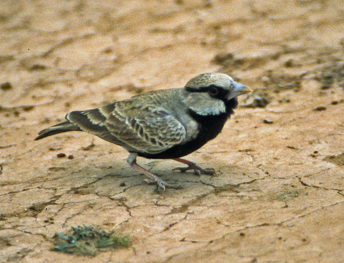 Ashy-crowned Sparrow-Lark - ML143405521