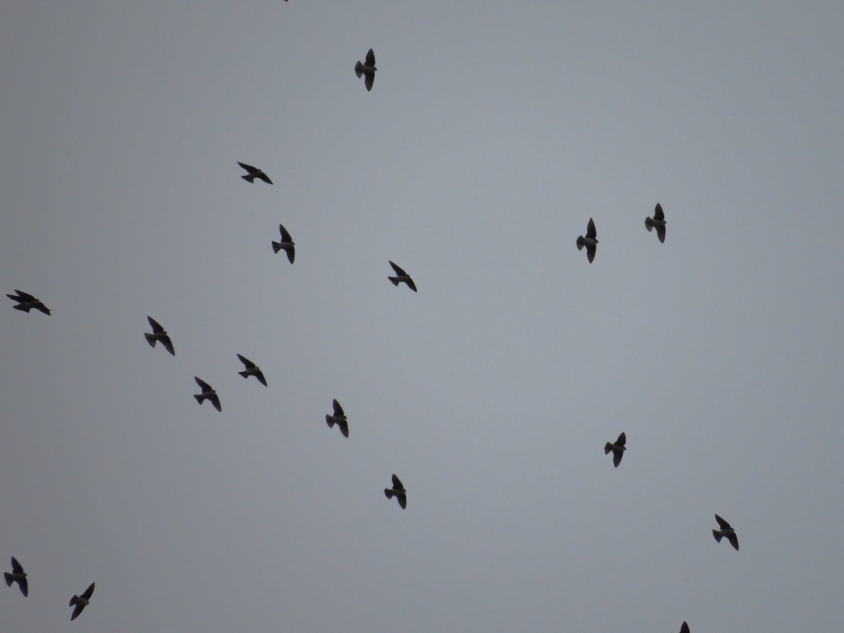 Tree Swallow - ML143405811