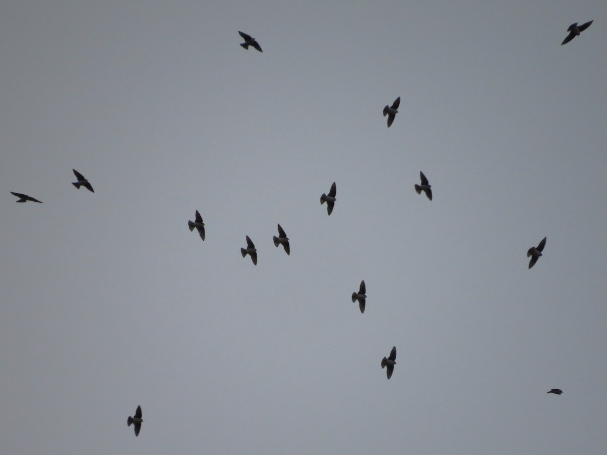 Tree Swallow - ML143405821