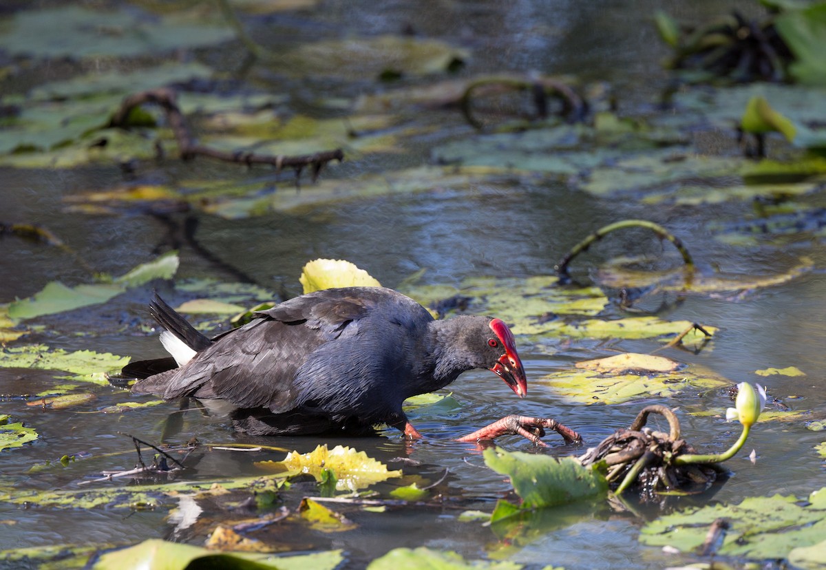 Australasian Swamphen - ML143406661