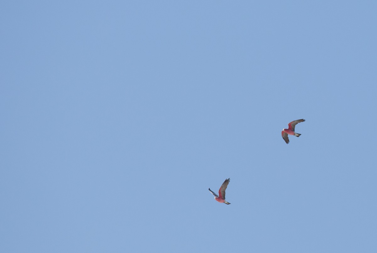 Cacatúa Galah - ML143407411