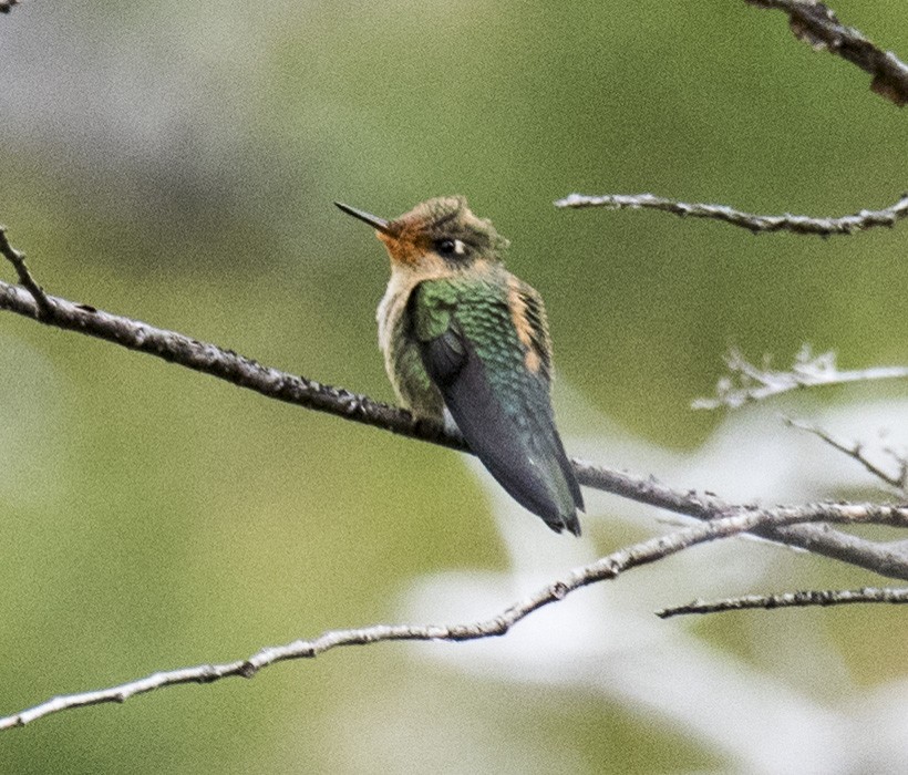 Green-backed Firecrown - ML143409051