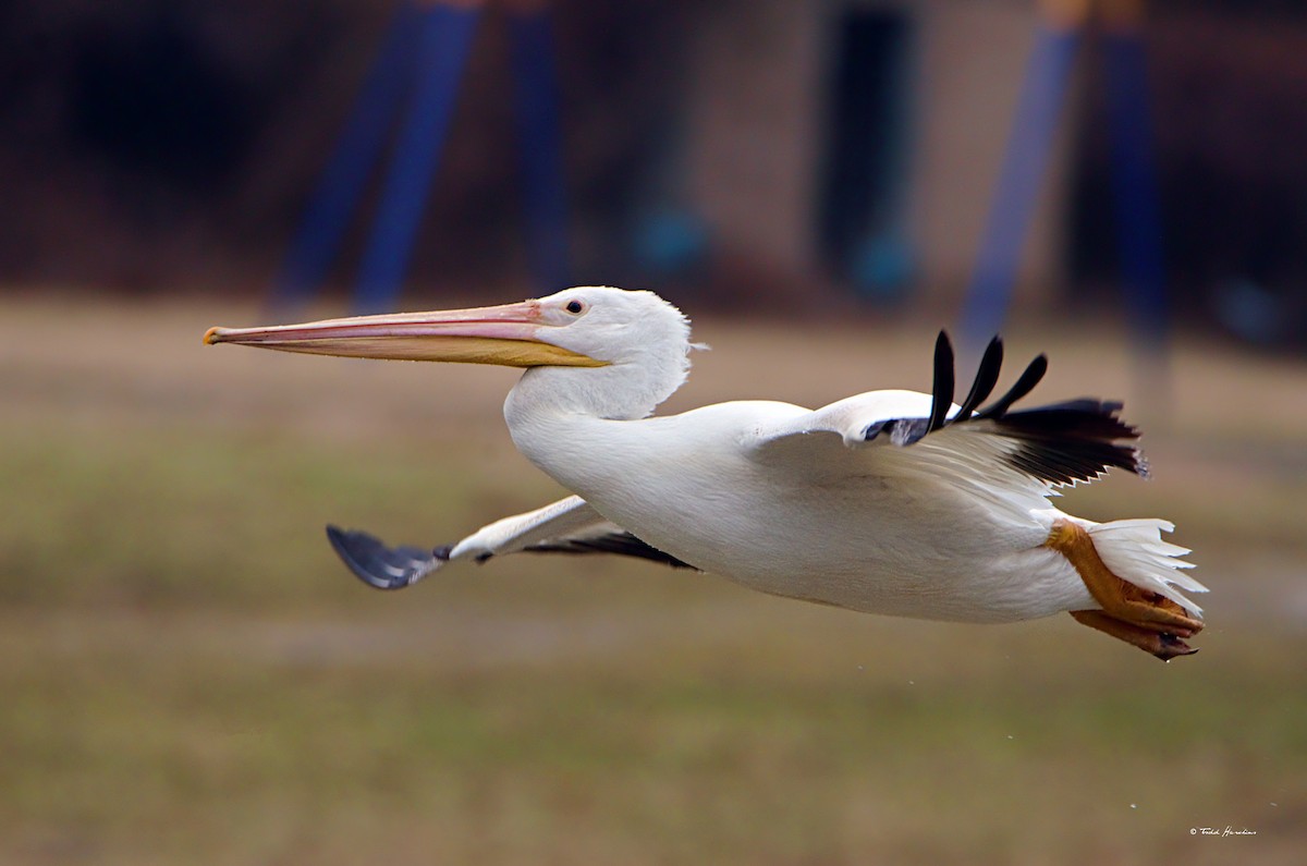 American White Pelican - ML143409151