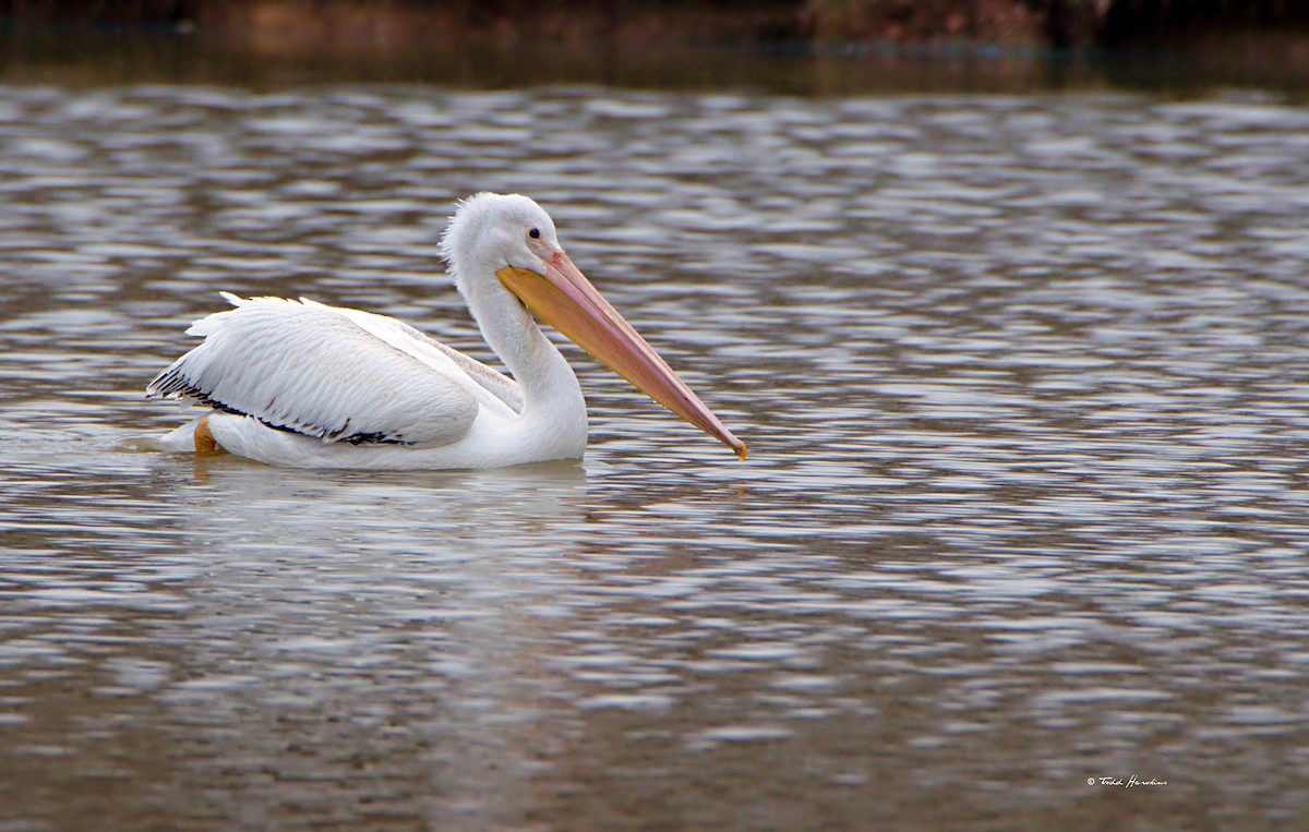American White Pelican - ML143409211