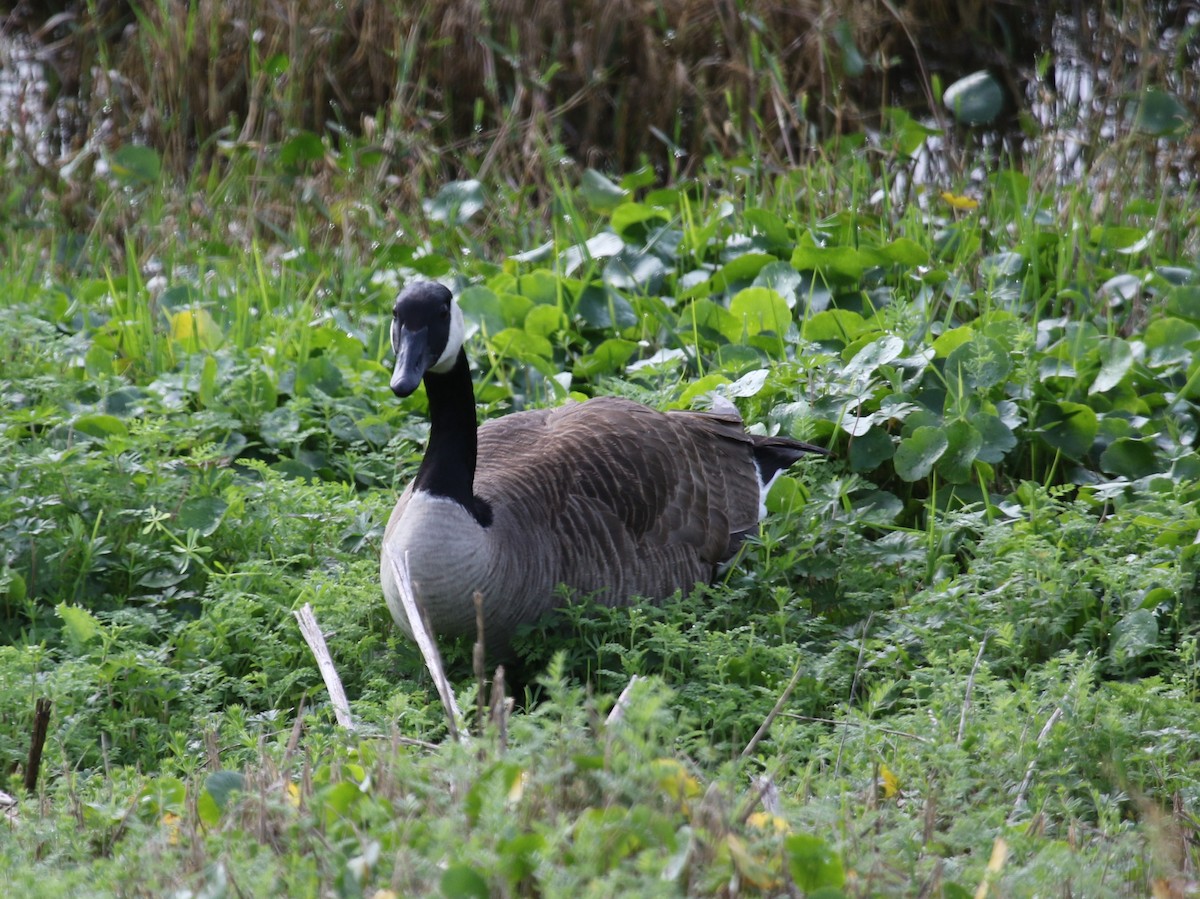 Canada Goose - Bruce  Purdy