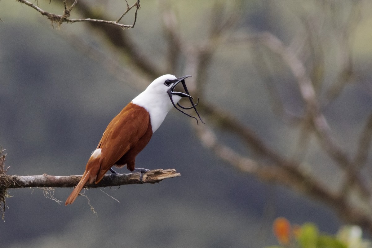 Three-wattled Bellbird - ML143411051