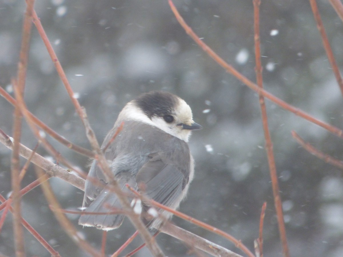 Canada Jay - ML143411771