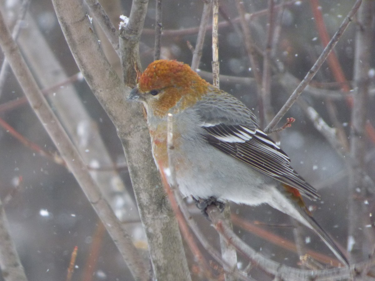 Pine Grosbeak - ML143412561