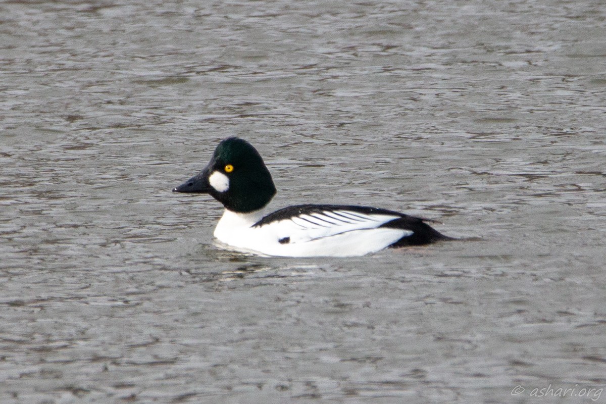 Common Goldeneye - Hari P