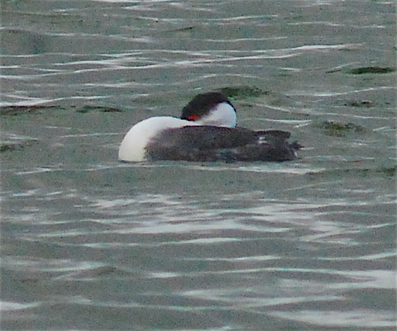 Western Grebe - ML143413041