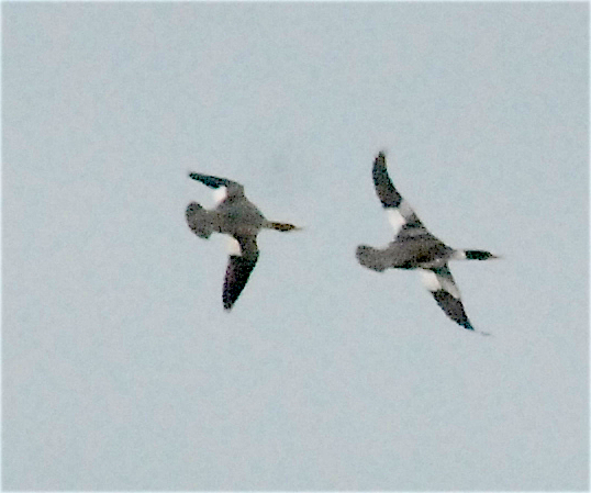 Common Merganser - ML143413181