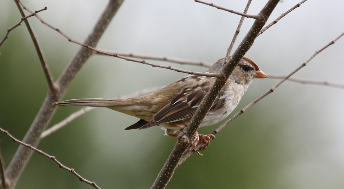 Bruant à couronne blanche - ML143414301