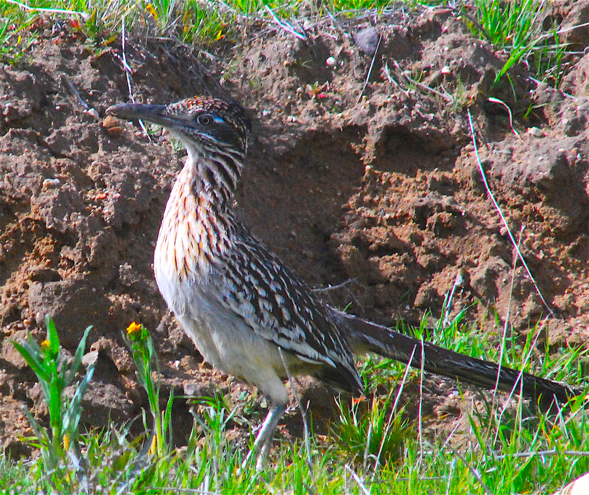 Greater Roadrunner - Anonymous