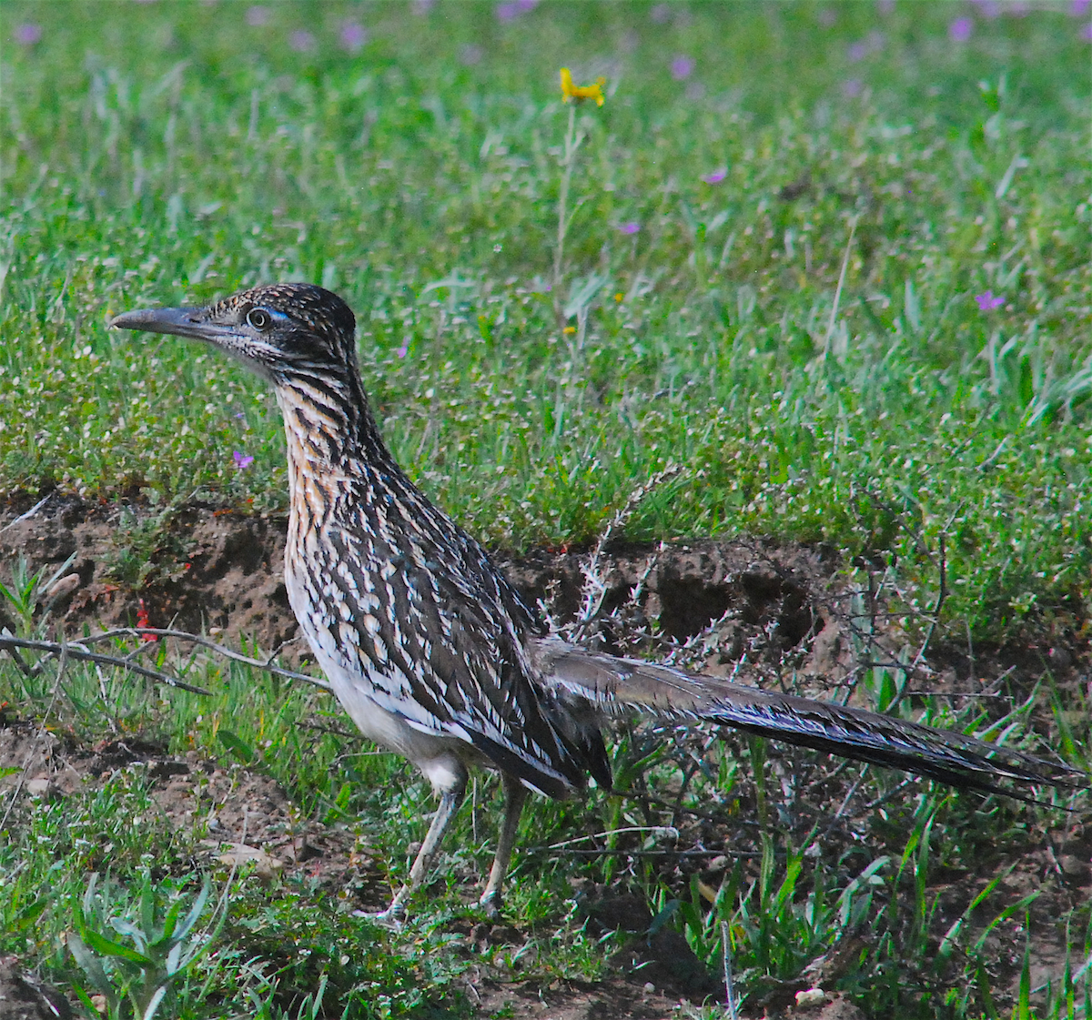 Greater Roadrunner - ML143414661