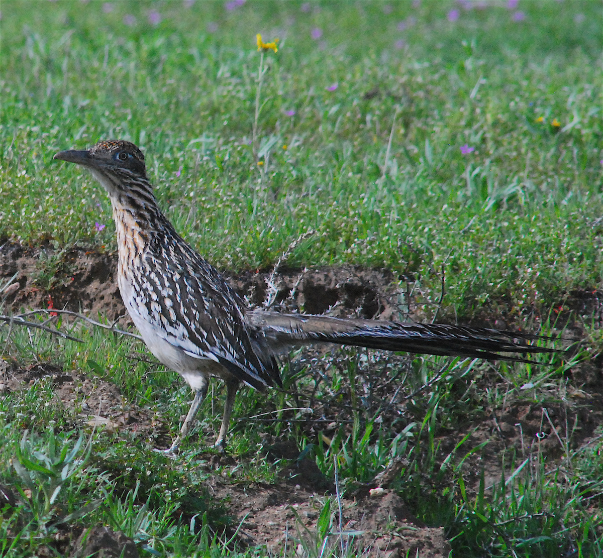 Greater Roadrunner - ML143414671