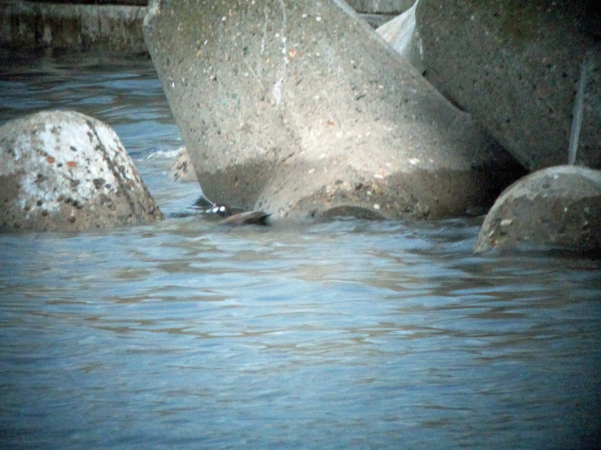 Harlequin Duck - ML143414681