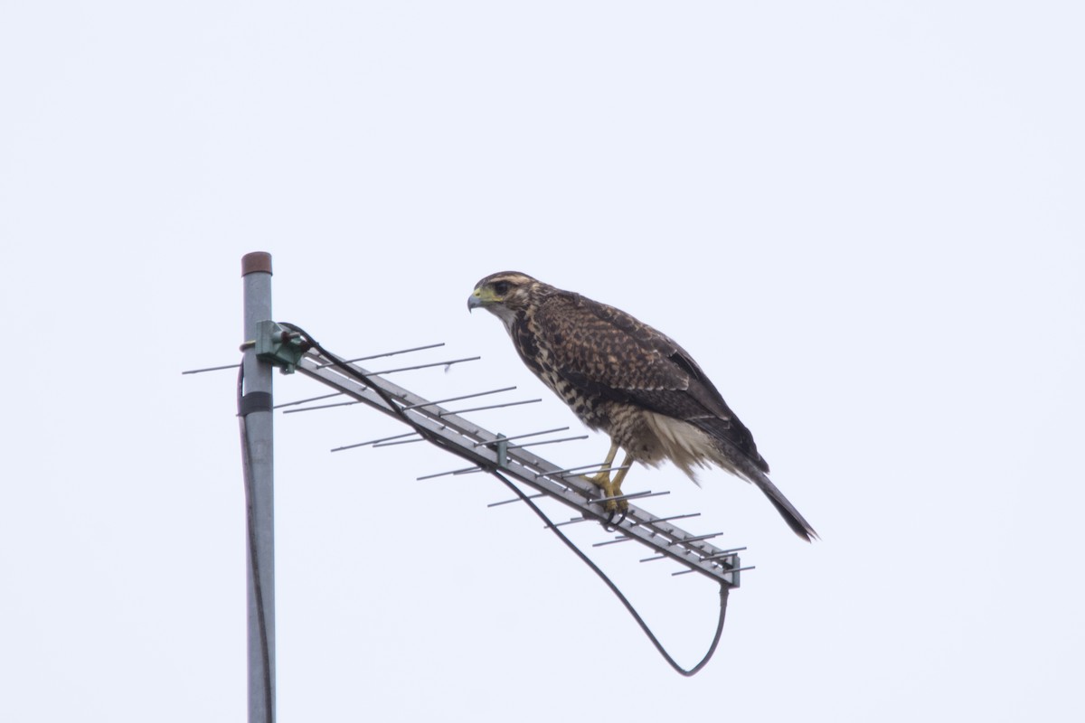 Harris's Hawk - ML143415701