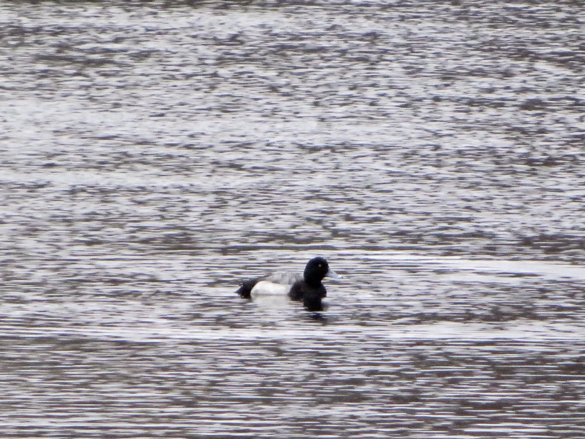 Greater Scaup - ML143416351