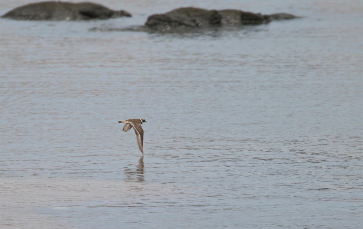 Semipalmated Plover - ML143417281