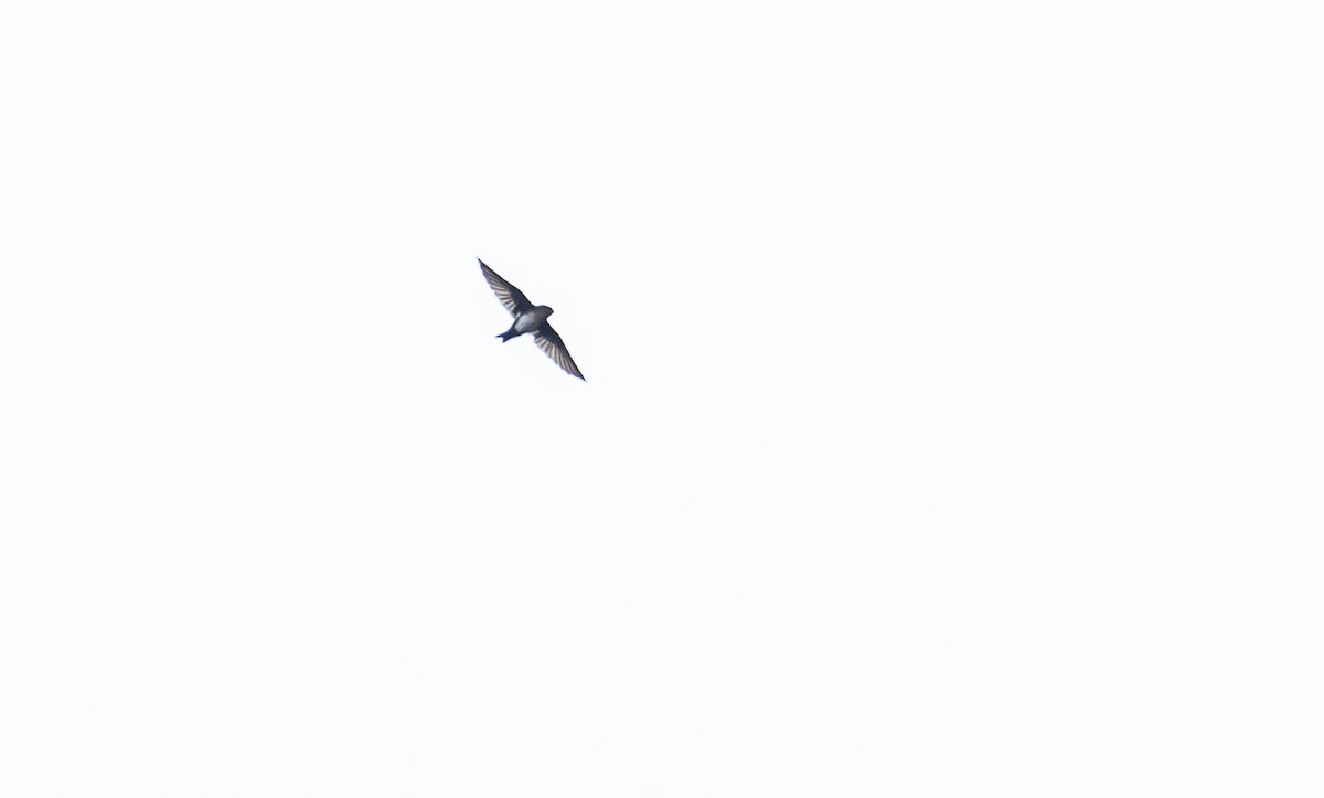 Pale-footed Swallow - David Monroy Rengifo