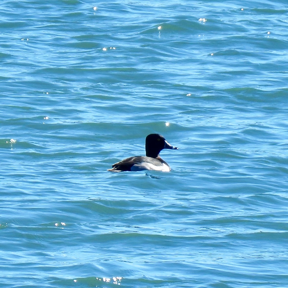 Ring-necked Duck - ML143418421