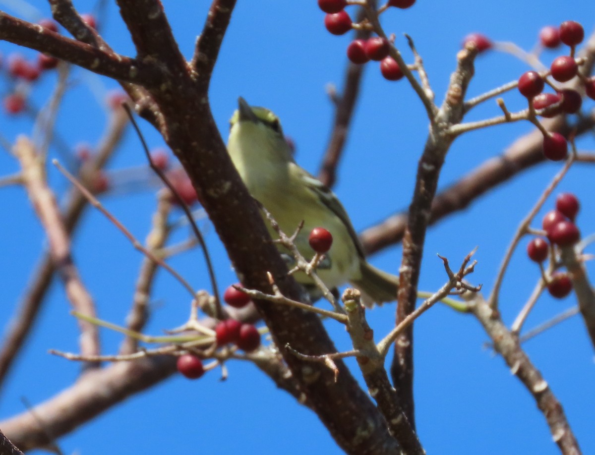 Thick-billed Vireo - ML143418821