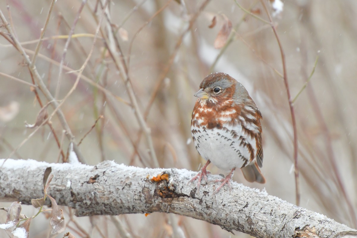 Fox Sparrow (Red) - ML143420111