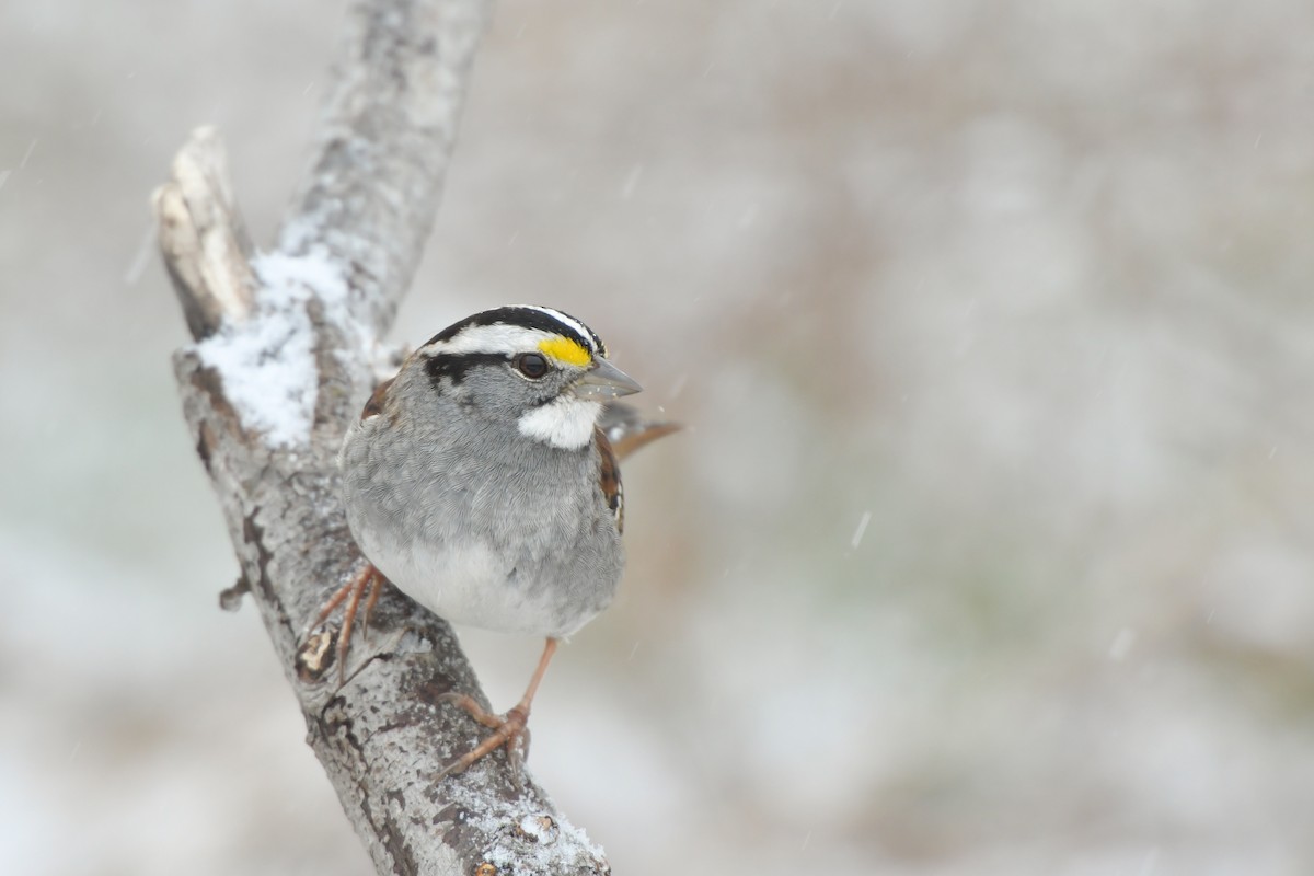 White-throated Sparrow - ML143420201