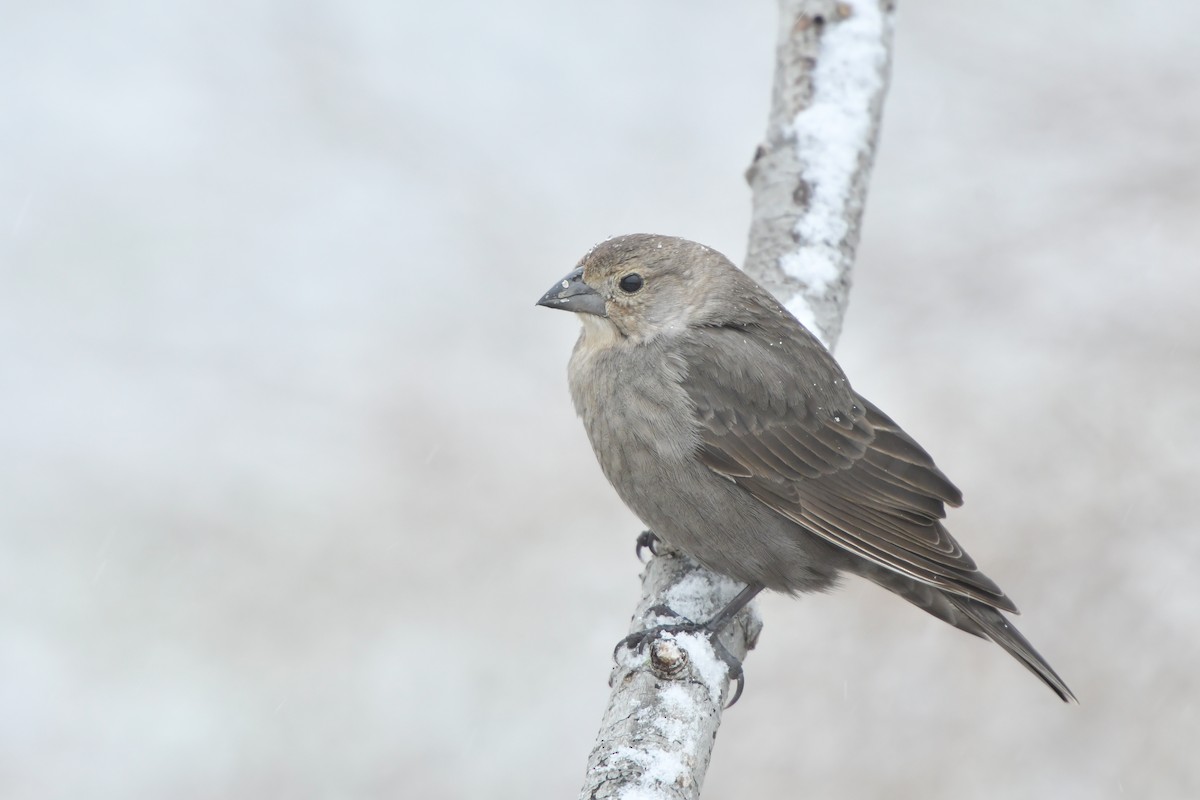 Brown-headed Cowbird - Jonathan Irons