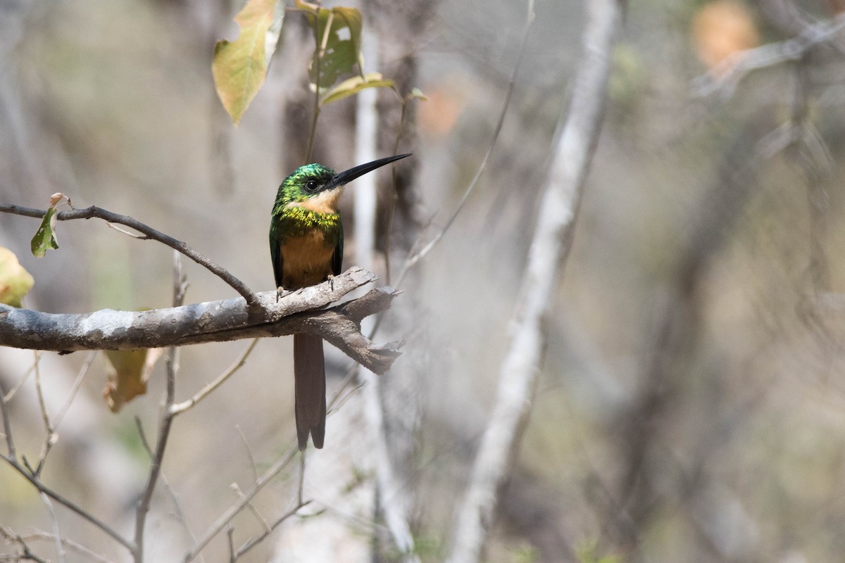 Rufous-tailed Jacamar (Rufous-tailed) - ML143420371