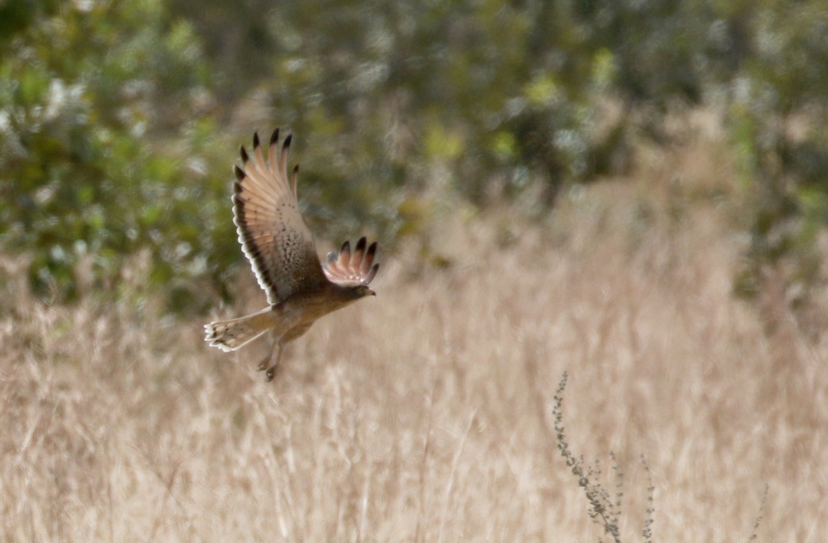 Grasshopper Buzzard - ML143420721