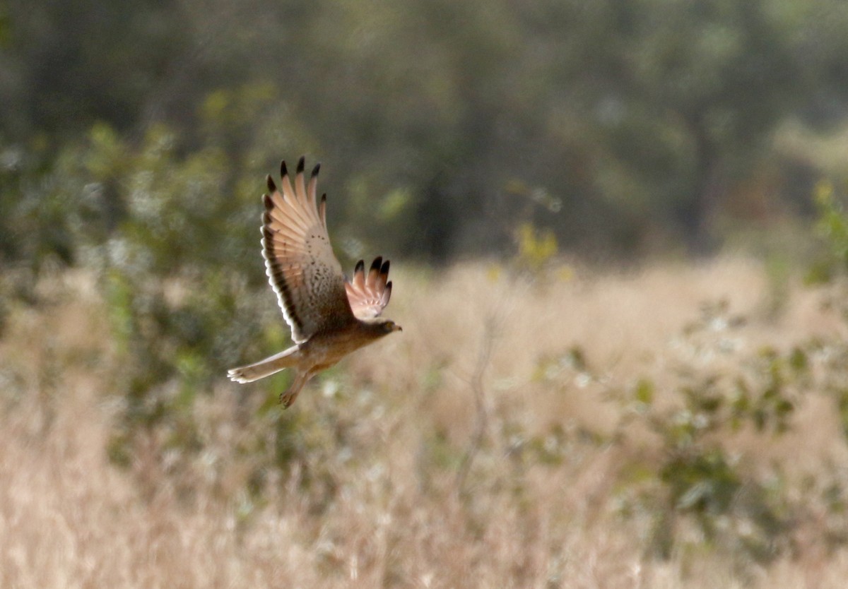 Grasshopper Buzzard - ML143420751