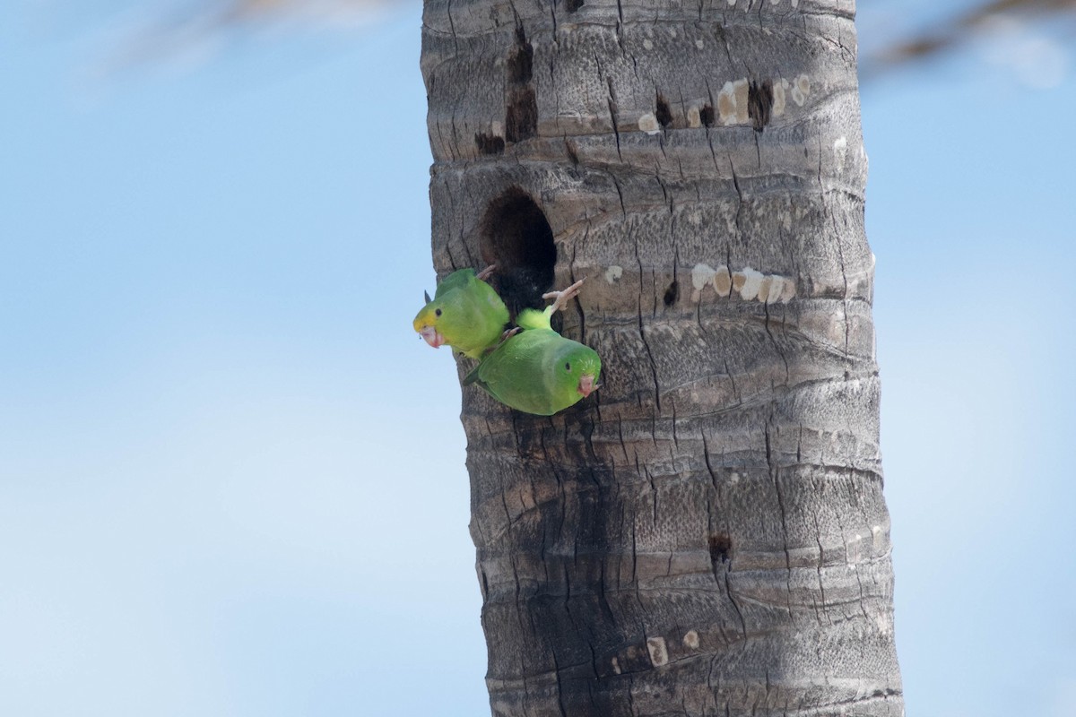 Зелёный воробьиный попугайчик - ML143420781